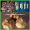 [HOT] 2017 year china new crop garlic 2014  Different  Type  Chinese  Fresh Garlic