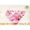 (HOT) 2017 year china new crop garlic FRESH  Garlic/CHINA  Purple  Garlic,good  faith wholesalers