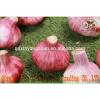 (HOT) 2017 year china new crop garlic FRESH  Garlic/CHINA  Purple  Garlic,good  faith wholesalers