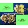 (HOT) 2017 year china new crop garlic Fresh  white  garlic  specification  more than 5 cm/GARLIC