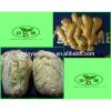 (HOT) 2017 year china new crop garlic Purple  garlic  exporters  