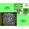 (HOT) 2017 year china new crop garlic Wholesale  fresh  purple  garlic  exporters in China