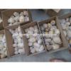 Fresh 2017 year china new crop garlic Chinese  Garlic  Wholesale  Price 