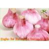 2017 2017 year china new crop garlic Fresh  Garlic  Price  Chinese  Garlic