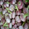 2017 2017 year china new crop garlic Chinese  Garlic  New  Crop 