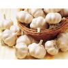 ISO 2017 year china new crop garlic Global  GAP  HACCP  KOSHER  JAS certification fresh garlic