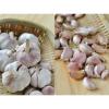 Hot 2017 year china new crop garlic sale  fresh  Chinese  normal  white garlic