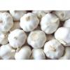 Hot 2017 year china new crop garlic sale  fresh  Chinese  normal  white garlic