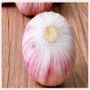 Wholesale 2017 year china new crop garlic fresh  white  garlic  for  export