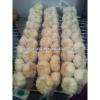 Fresh 2017 year china new crop garlic Garlic    