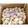 Fresh 2017 year china new crop garlic red  garlic   