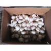 New 2017 year china new crop garlic crop  garlic   