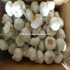 2017 2017 year china new crop garlic white  garlic   