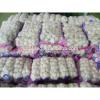 New 2017 year china new crop garlic garlic    