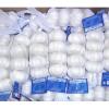 New 2017 year china new crop garlic Crop  5cm-6.5cm  pure  white  and normal white fresh garlic