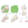 fresh 2017 year china new crop garlic garlic    