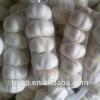 Fresh Pure White Galic cheap price