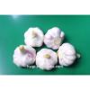 farm red fresh garlic china galic supplier for wholesales