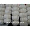 Chinese Galic Fresh And Cheapest Price (5-6.0cm)