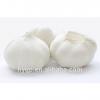 China Fresh pure white galic size 5.0-6.5