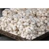 High Quality Bulk Garlic For Sale for all size