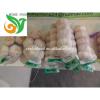 Jinxiang Normal White Garlic