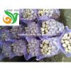 Jinxiang Normal White Garlic