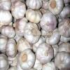 2017 Fresh and Dry Garlic - Chinese Garlic Exporters