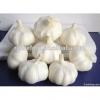 2017 New Crop Fresh White Garlic with Carton Packing