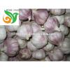 Garlic Export To The World Market