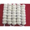 Best Quality and Cheap Price Fresh White Garlic