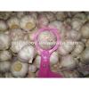 Ali/Alho/Ajo/Garlic fom China Supplier