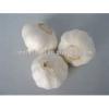 2017 New Corp Grade A Fresh White Chinese Garlic