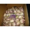 Fresh White Garlic with Carton Packing