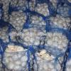 New Arrival with high quality White garlic for sale