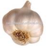 China garlic price/Natual Jinxiang garlic/ Garlic exporters