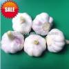 2017 New Crop Fresh White Garlic with Carton Packing