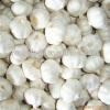 China Factory Exporter 2017 New Crop Normal White Garlic