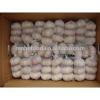 New Arrival with high quality White garlic for sale