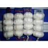 China Factory Exporter 2017 New Crop Normal White Garlic