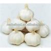 Sell High-quality Fresh Natural pure white garlic