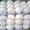 Supply Jinxiang Garlic from Renhe Food