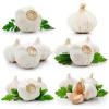 Chinese fresh garlic natural garlic 4.5cm-6.5cm