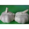 Fresh Organic White Garlic Price