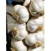 reliable garlic supplier / fresh chinese garlic