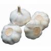 2017 New Crop Fresh White Garlic with Carton Packing