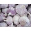 2017 New Crop Fresh White Garlic with Carton Packing