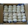 crop Chinese pure white garlic packed in carton