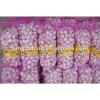 crop Chinese pure white garlic packed in carton