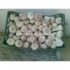 Best Price Natural Chinese Fresh Red / white Garlic